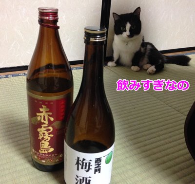 猫と酒