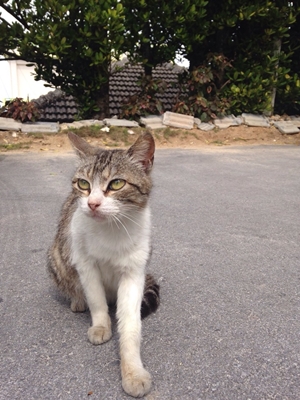 沖縄　猫