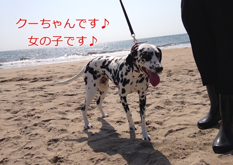 浜辺と犬