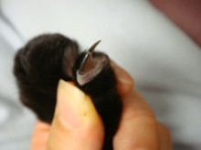 猫の黒い爪