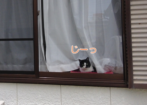 猫窓の外偵察