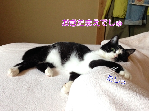 猫朝起こす足枕