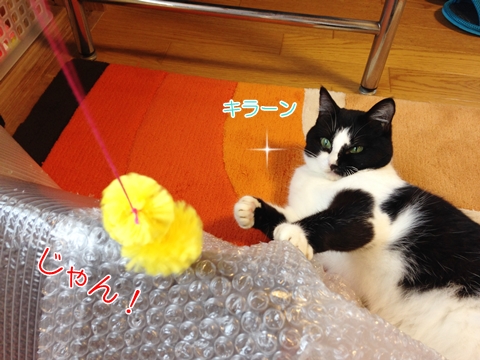 カシャぶん並み 猫が大好きな手作りモールおもちゃ むすびより