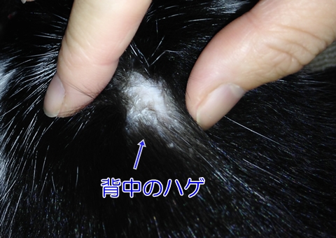 猫ハゲ首の後ろ真菌治療