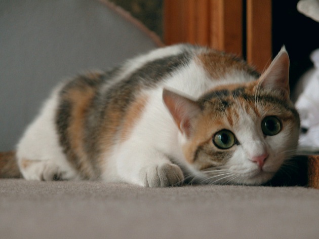 三毛猫の性格やオスの値段は【雑種日本猫の種類】 | むすびより