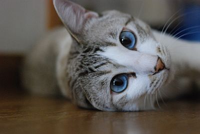 トラ サバトラ サバ白の性格と飼いやすさ 雑種日本猫の種類 むすびより