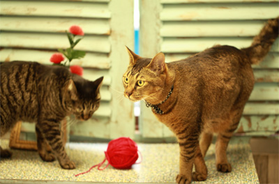 猫の種類 飼いやすいのは短毛雑種 人懐っこい 大人しいのは むすびより