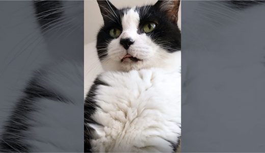 猫にちょいちょいされる疑似体験動画😺【スマホで見てね】