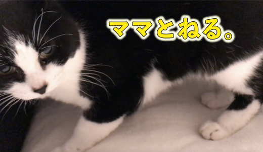 【歓喜】遠慮がちなおしゃべり猫が甘えて添い寝を希望してきた！