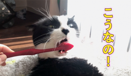 猫に歯ブラシの正しい使い方をレクチャーされてしまいました