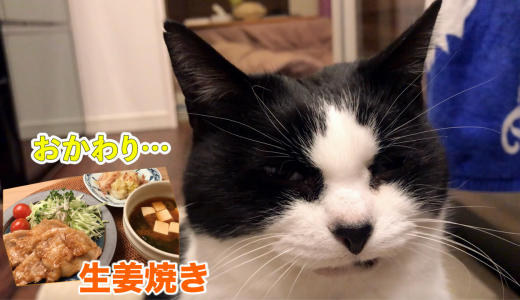 【猫と飯テロ】豚の生姜焼きを味見したおむすびさん