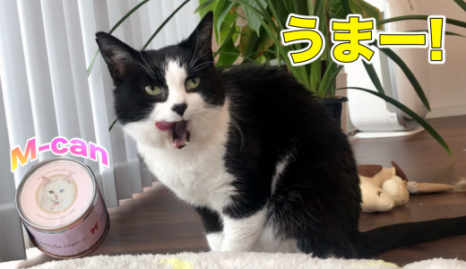 可愛くておしゃれな猫缶にうまー！なおむすびさん【保護猫活動プロジェクトM-can】