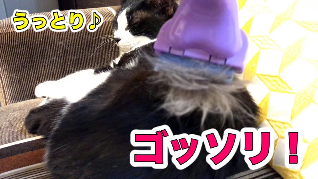 猫おむすびさん、真夏にファーミネーターでごっそり抜け毛処理 