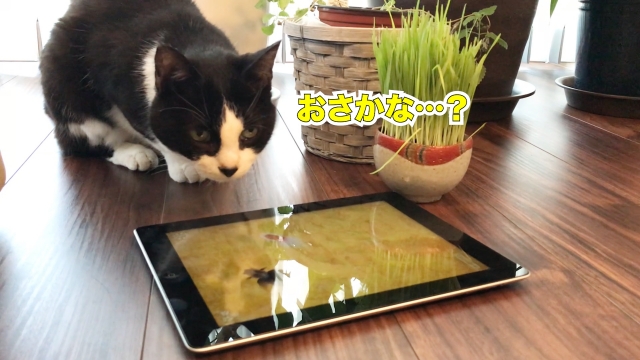 猫に金魚のアプリを見せると反応は むすびより