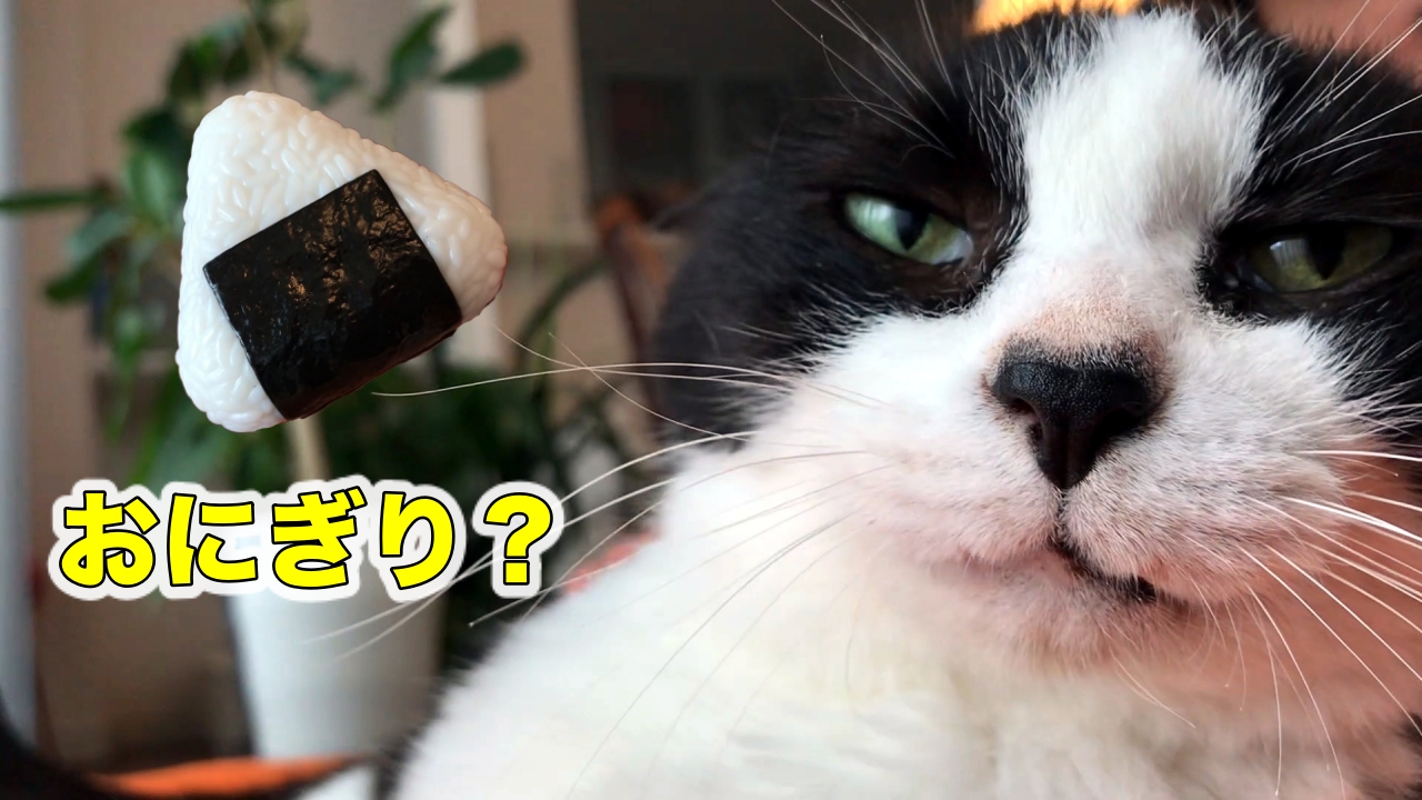 猫おむすびさんにお土産【ガチャガチャおにぎりん具】 | むすびより