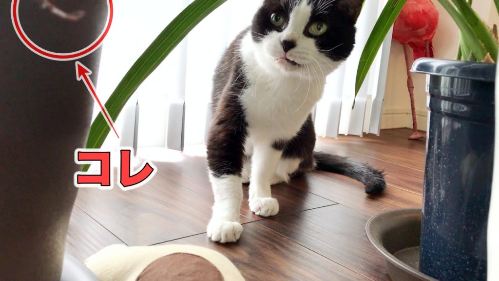 捨てる前に猫と遊んで 卵パックの工作とピロピロ活用 むすびより