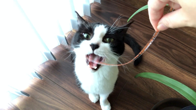 捨てる前に猫と遊んで 卵パックの工作とピロピロ活用 むすびより