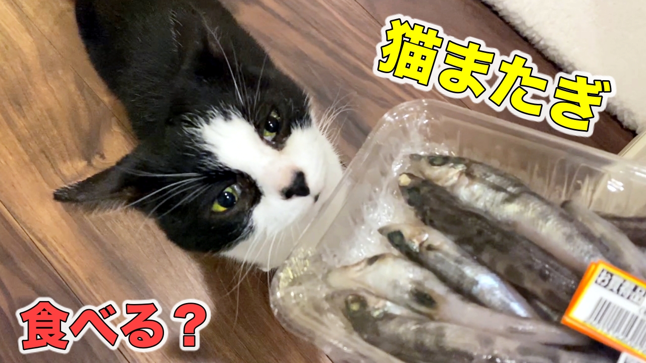 猫またぎ メヒカリとヒラメを猫にあげたら反応は 10月のウマウマデー むすびより