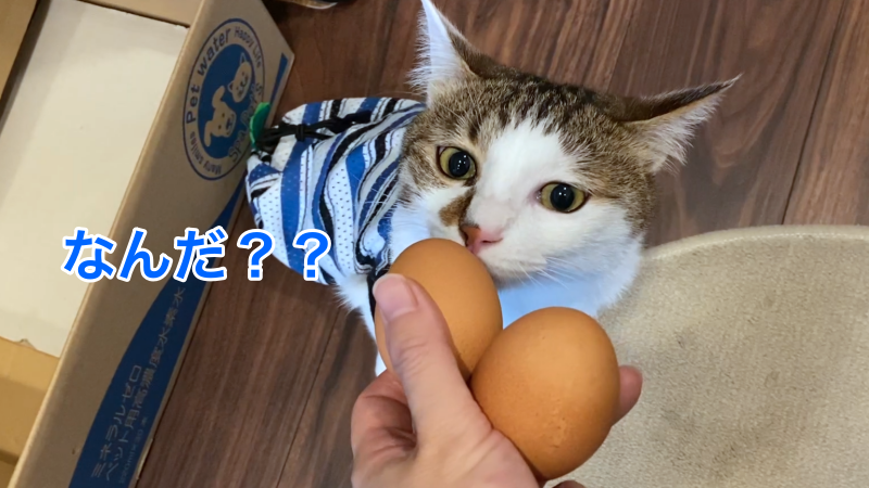 ローストビーフにワクワク 温泉卵に困惑する猫たち 7月のうまうまデー むすびより