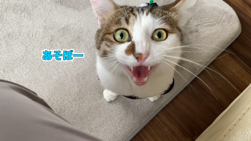 エースはおしゃべりで賢い猫です むすびより