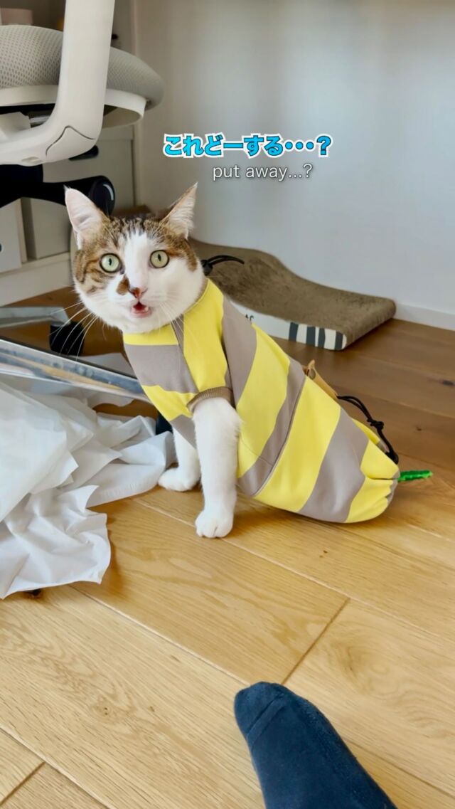 猫むすび GpXNBIVbYAIaQEk.jpg